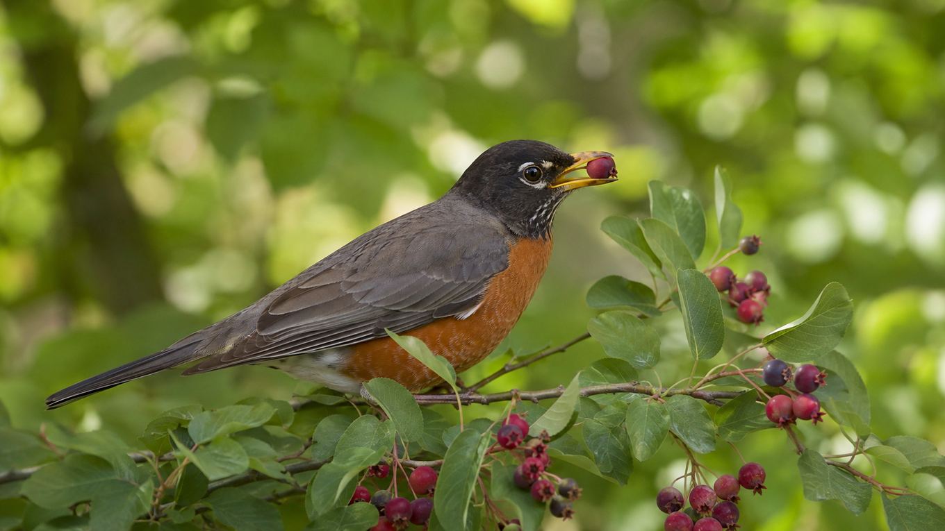 A robin eating berries from a native serviceberry shrub