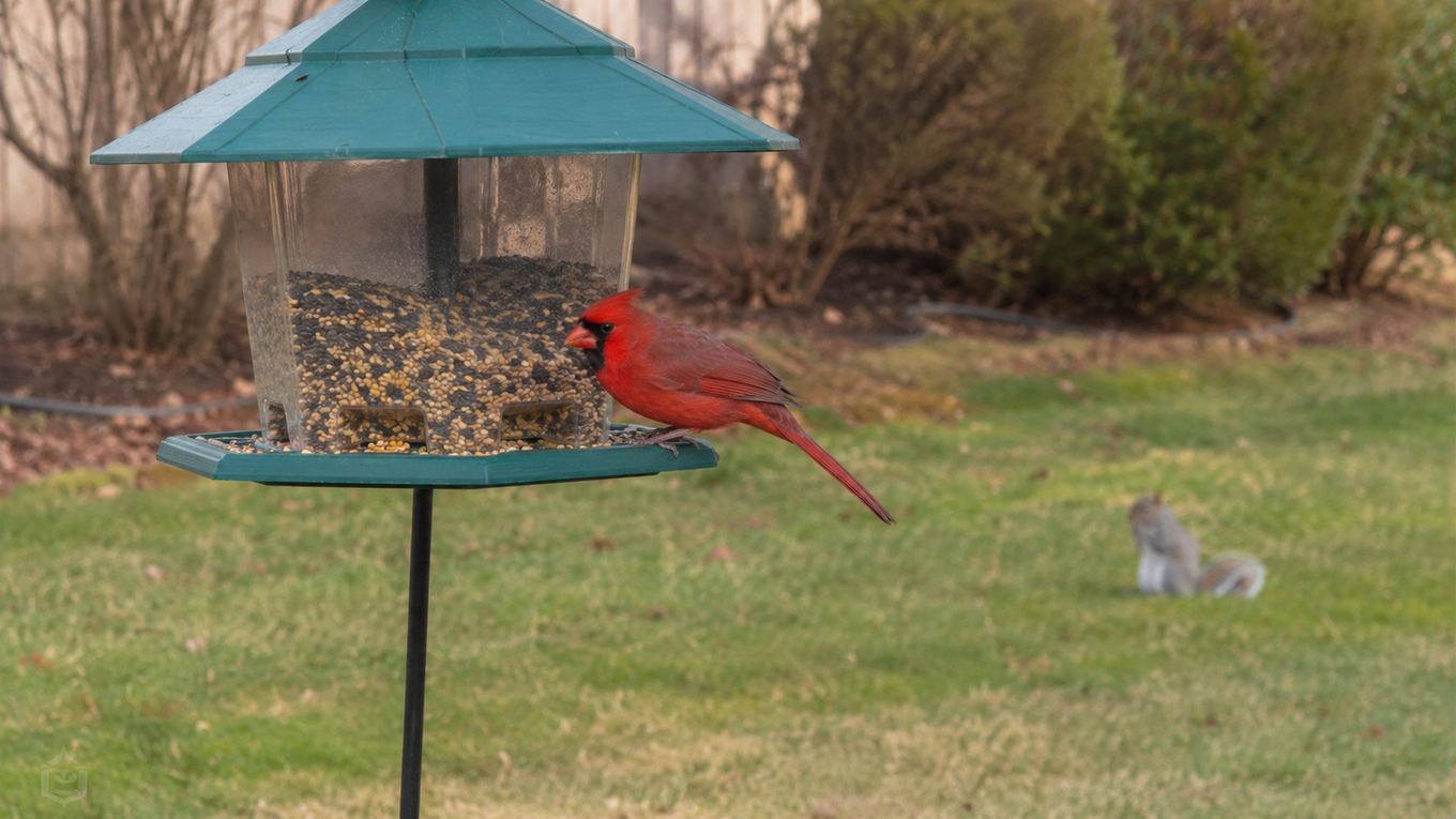 A cardinal feeding calmly at a hopper feeder while a squirrel keeps its distance