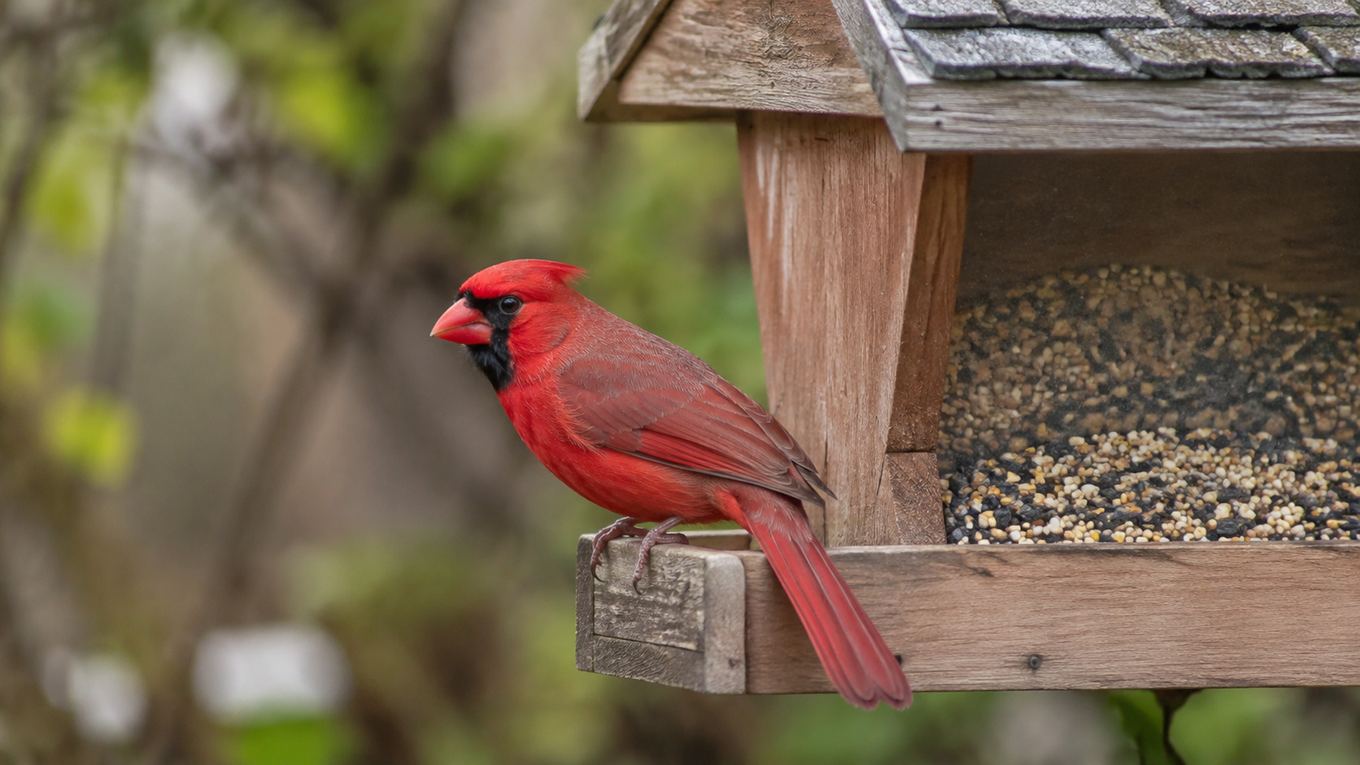 A bright red male cardinal perched on a hopper feeder