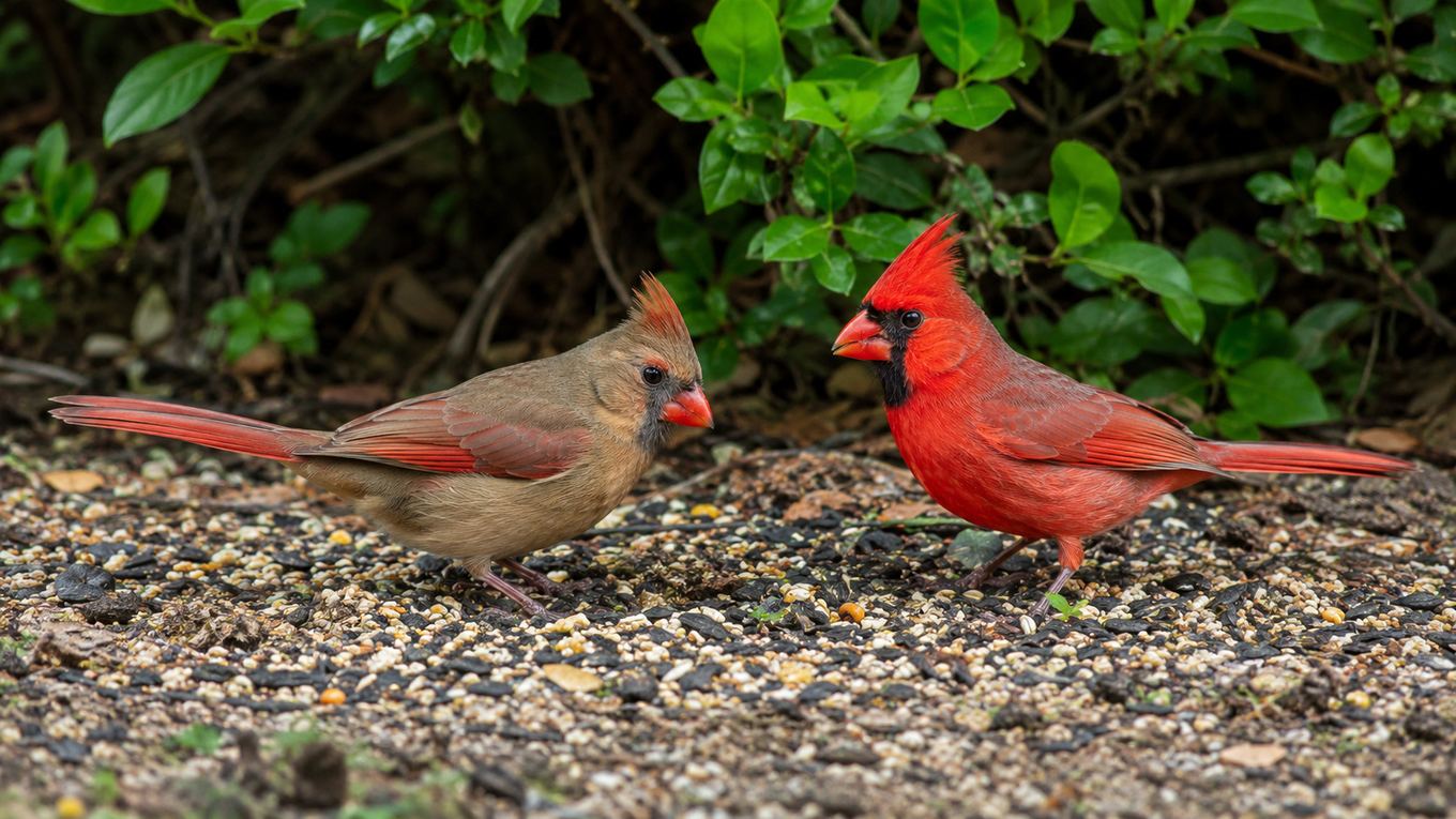 A female cardinal and male cardinal feeding together near a shrub