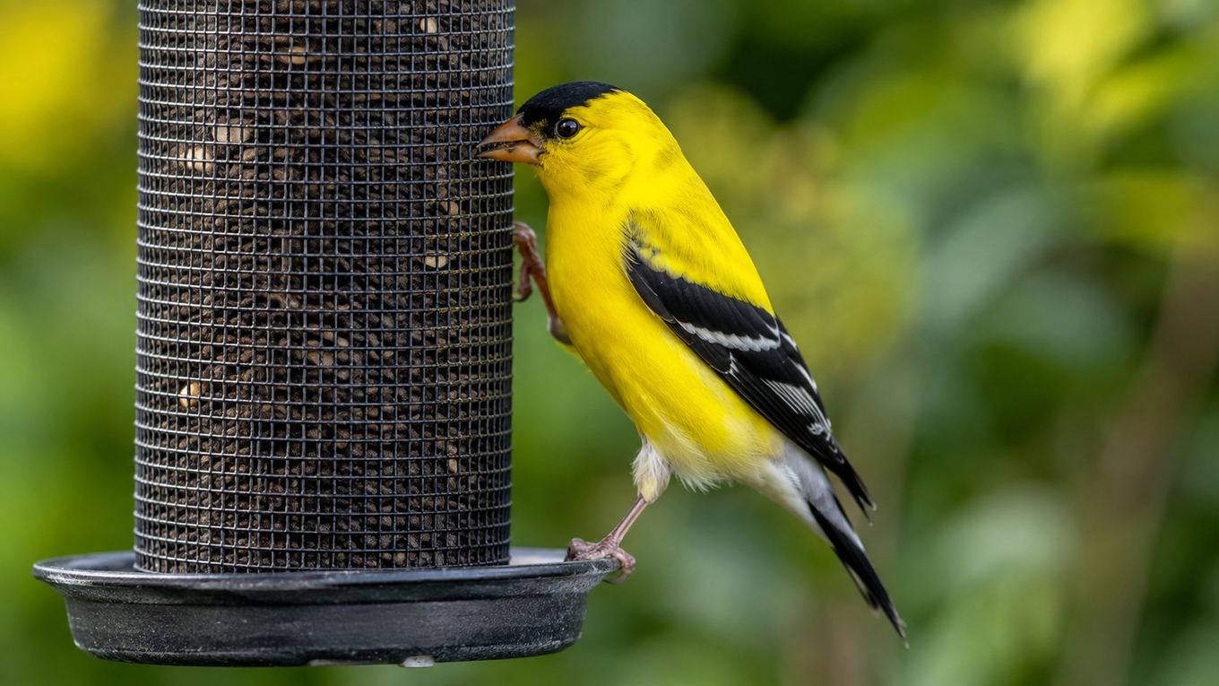 A goldfinch perched on a nyjer thistle feeder