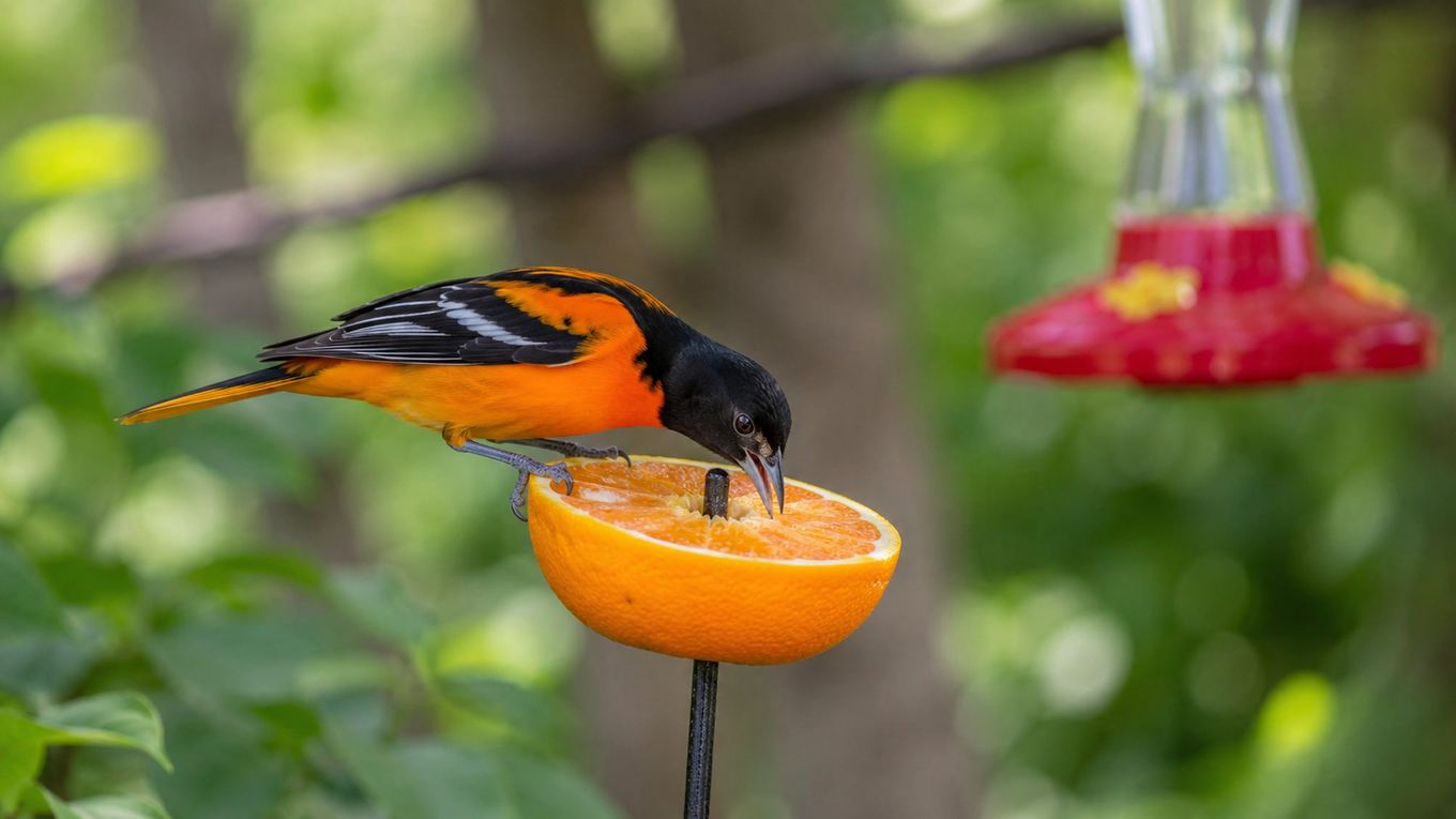 An oriole feeding on orange halves next to a hummingbird nectar feeder