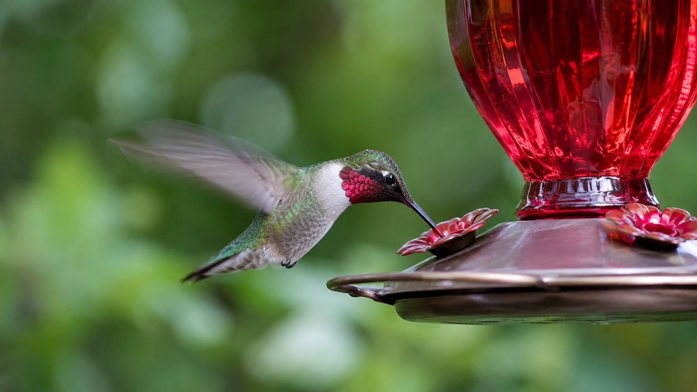 A ruby-throated hummingbird feeding at a red glass nectar feeder