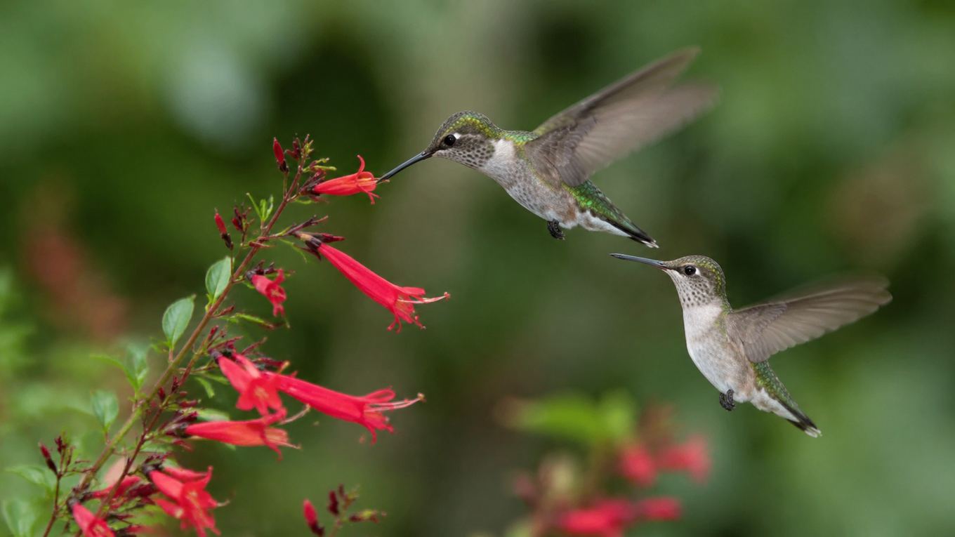 Two hummingbirds feeding at a red flowering plant in a garden