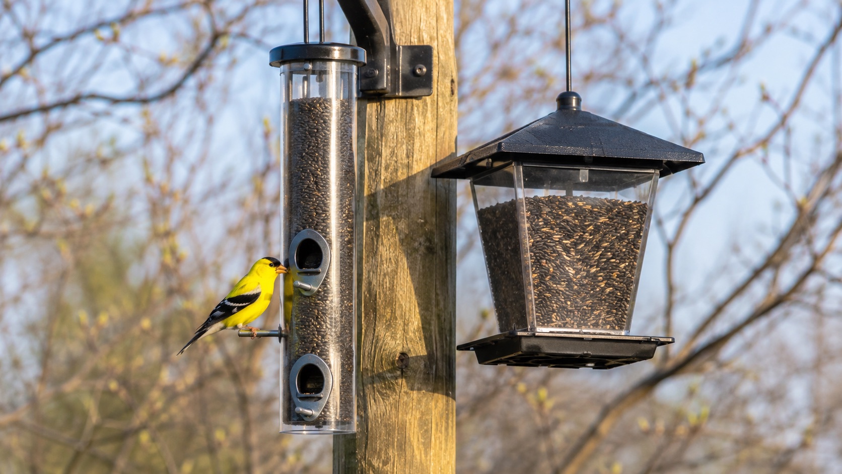 A male American Goldfinch in bright spring plumage perched on a backyard tube feeder with budding trees in the background