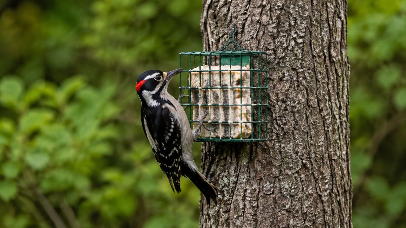 A woodpecker feeding from a wire cage suet feeder