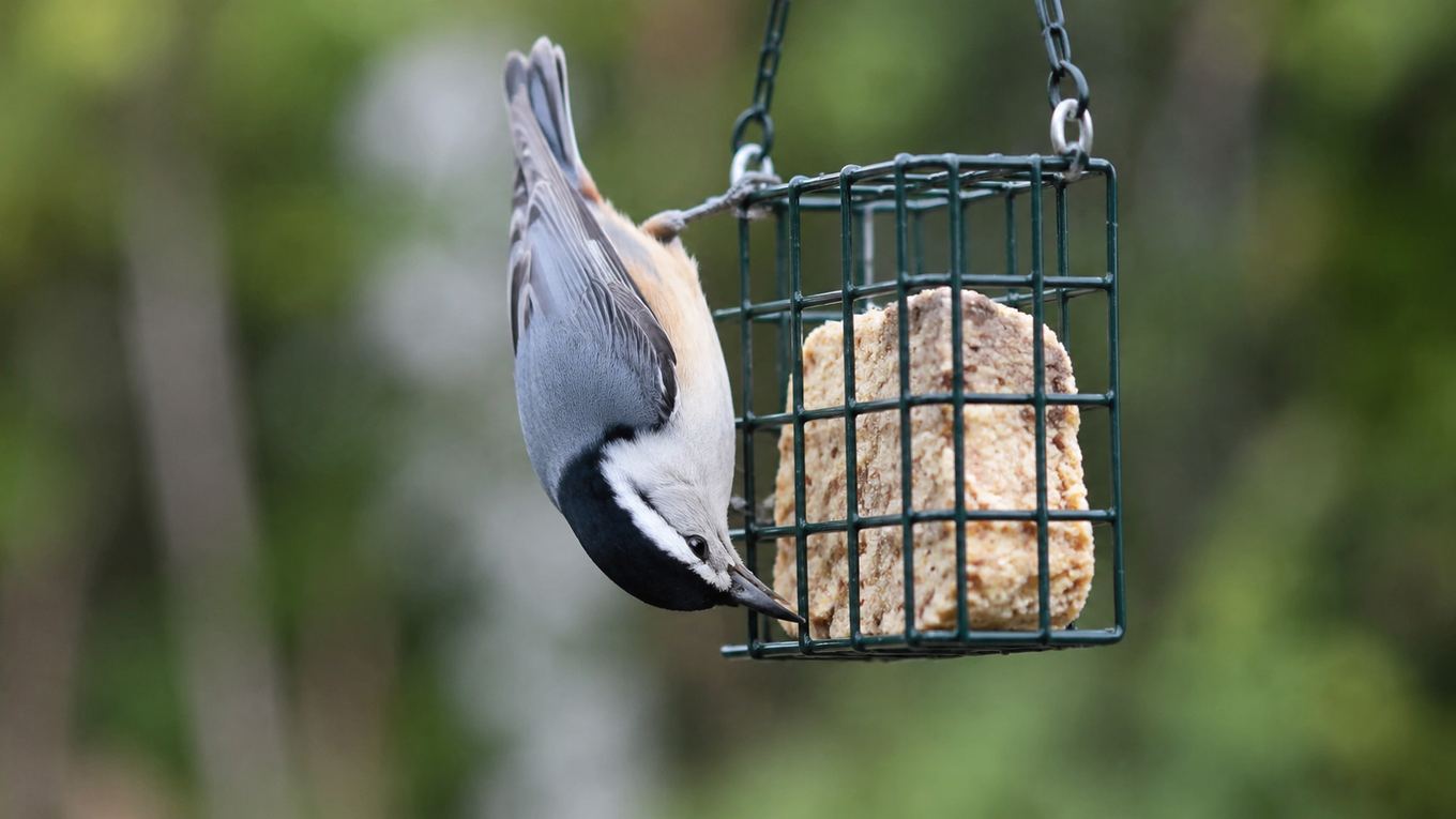 A nuthatch feeding upside down from a wire suet cage