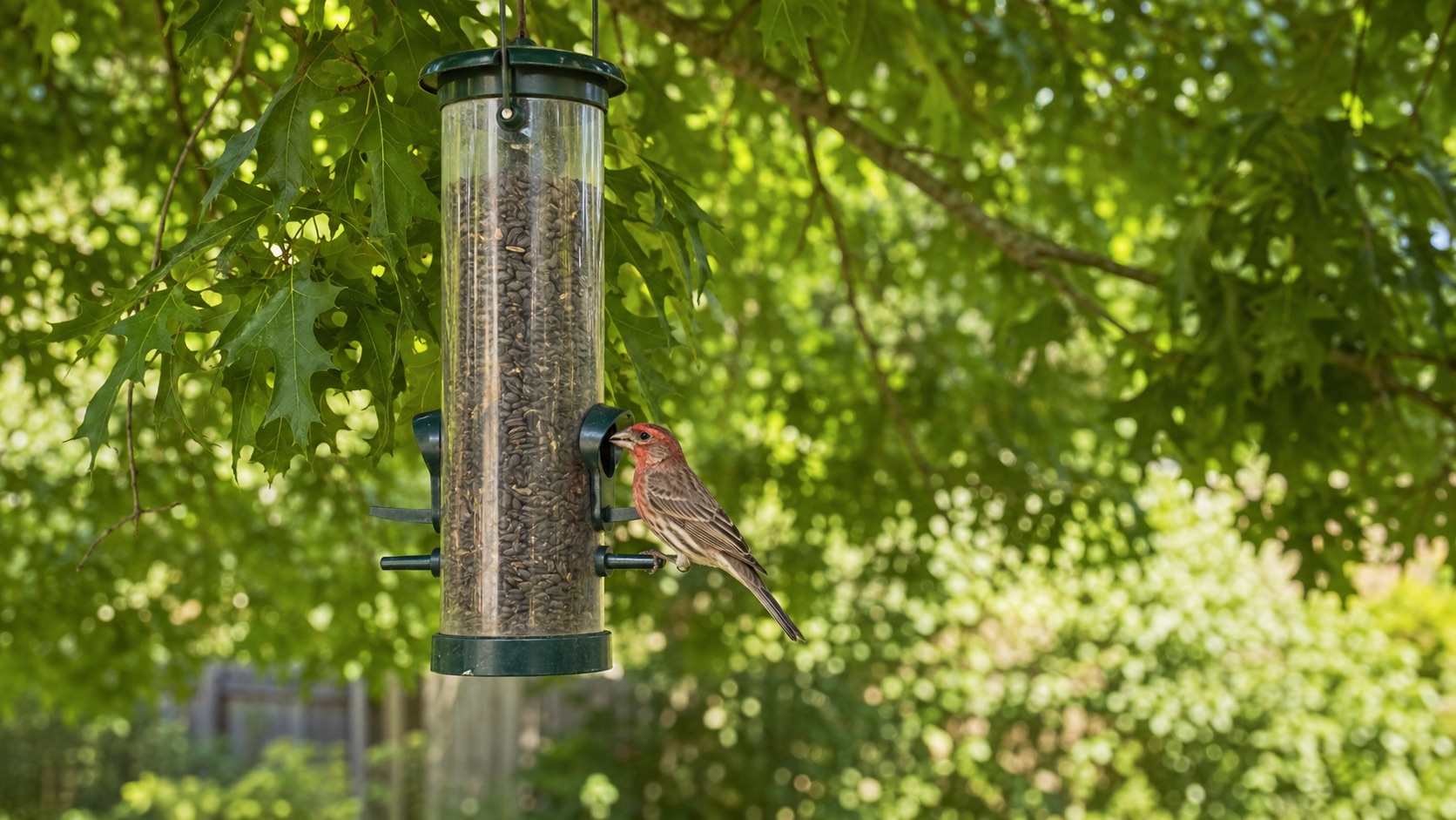 A male House Finch perched on a tube feeder in dappled summer shade