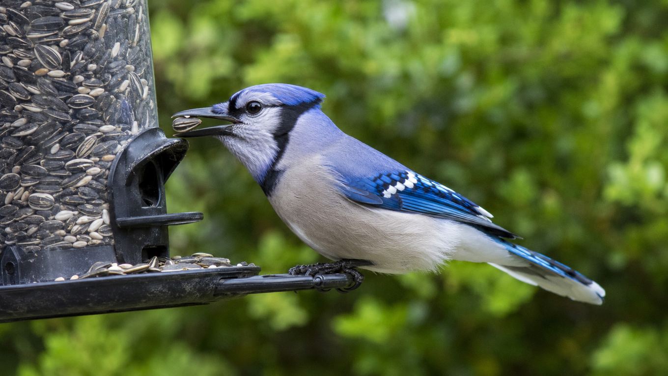 A blue jay cracking open a striped sunflower seed at a feeder