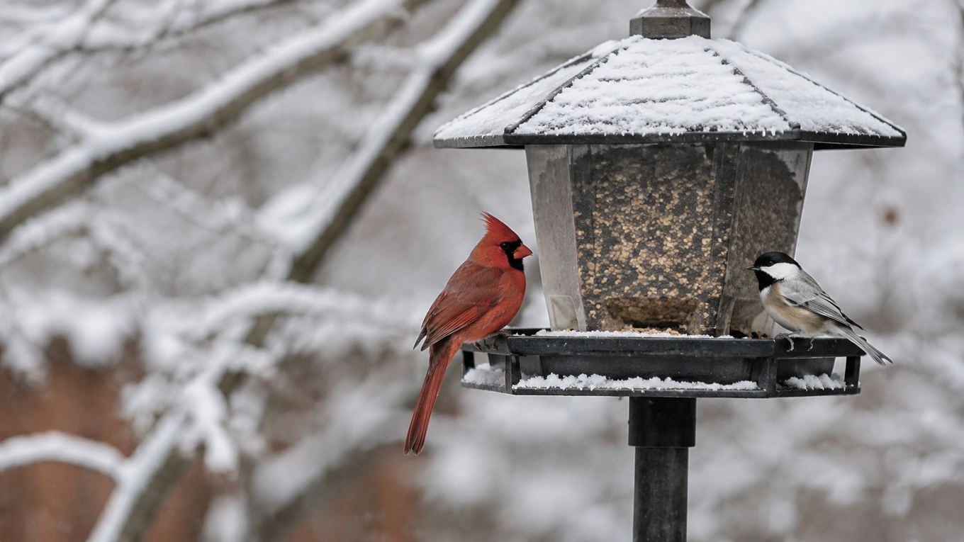 Snow-covered bird feeder with cardinals and chickadees feeding