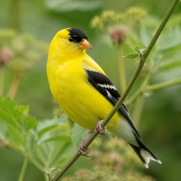 American Goldfinch