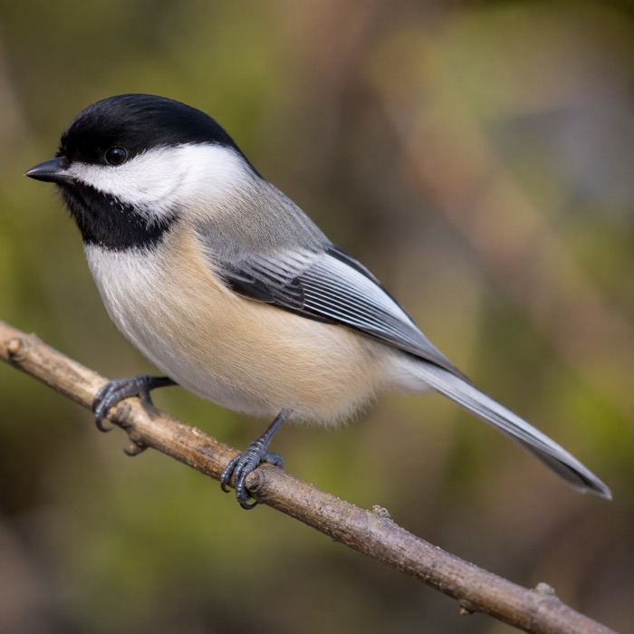 Black-capped Chickadee