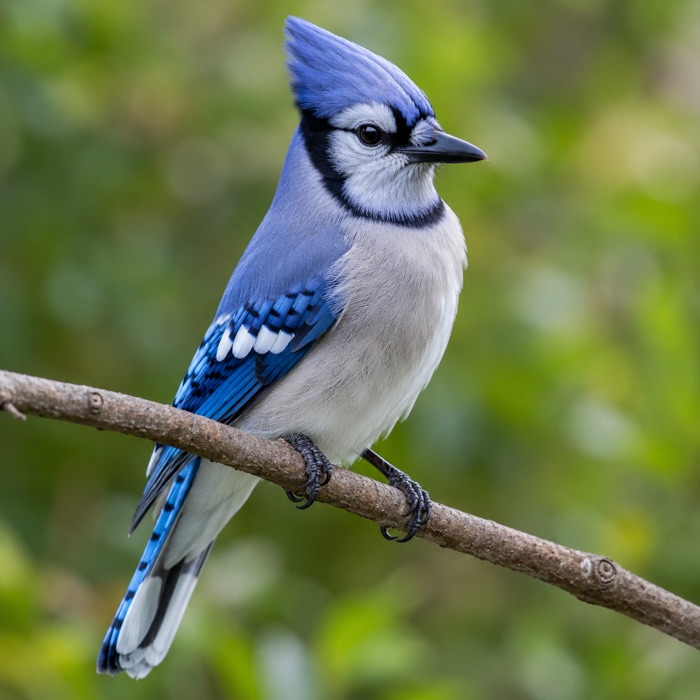 Blue Jay