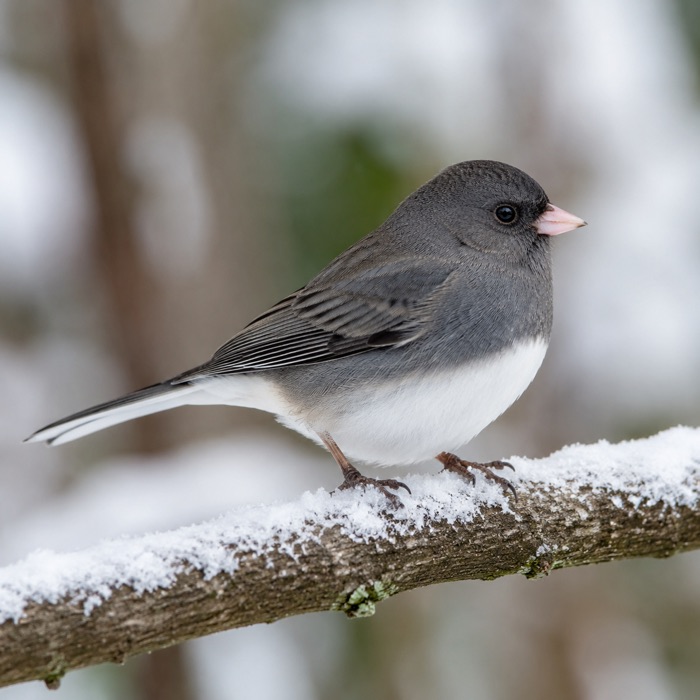 Dark-eyed Junco