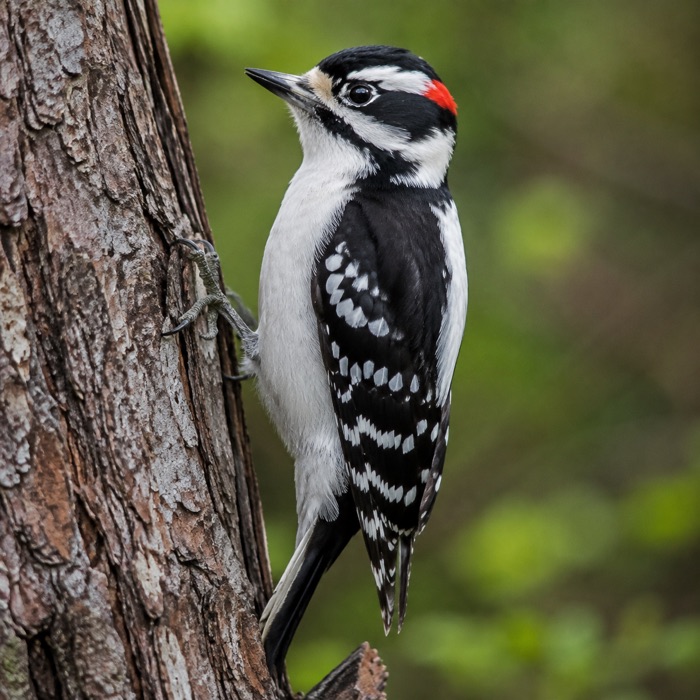 Downy Woodpecker