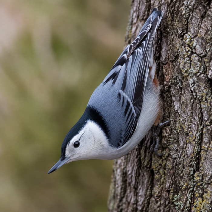 White-breasted Nuthatch