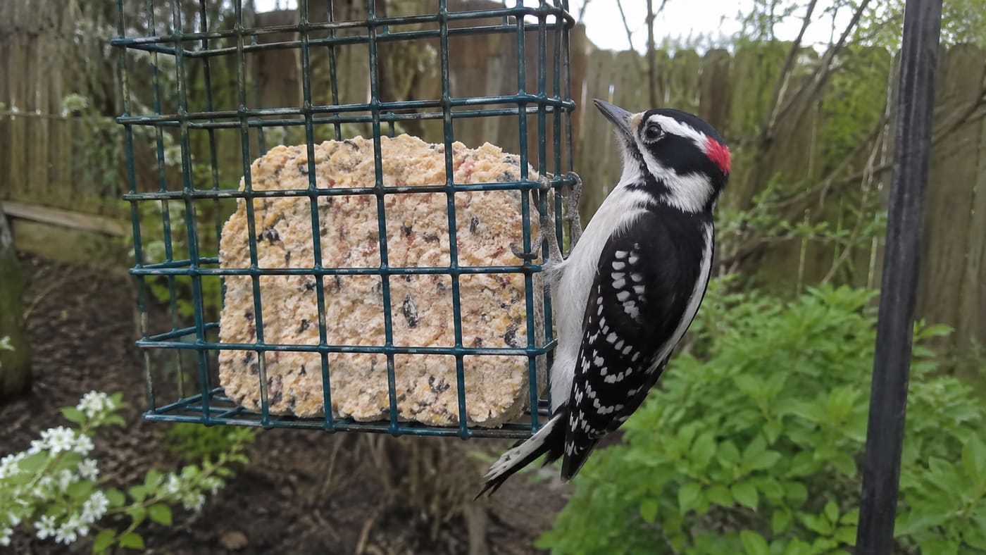 The First Time a Woodpecker Found My Suet Feeder