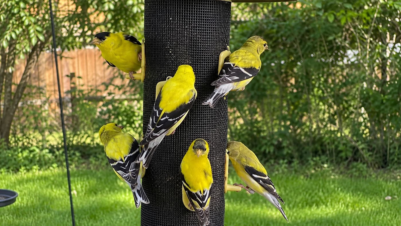 The Day the Goldfinches Took Over My Thistle Feeder