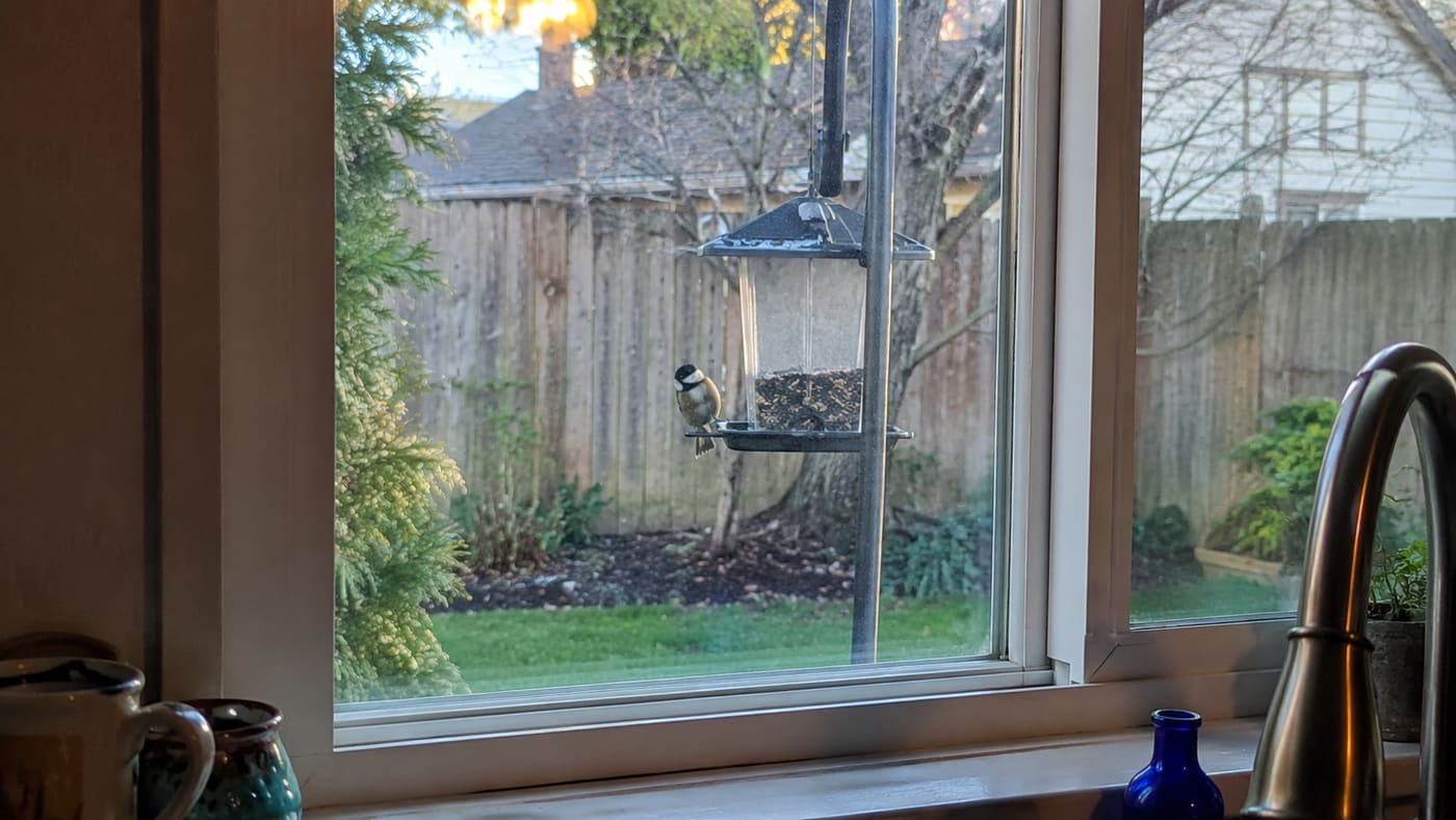 Hello, and Welcome to My Backyard