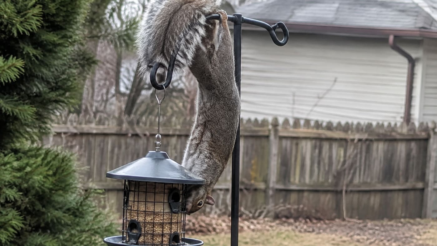 The Squirrel That Outsmarted My 'Squirrel-Proof' Feeder