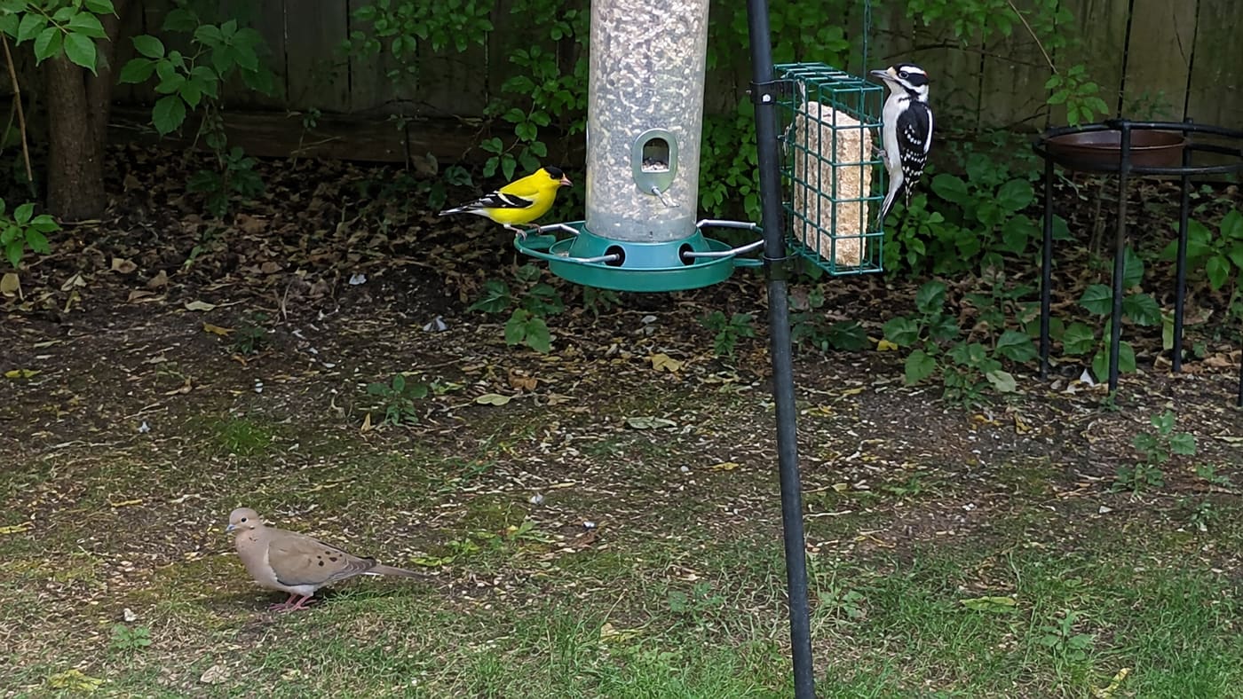 What's Visiting Your Feeder This Week?