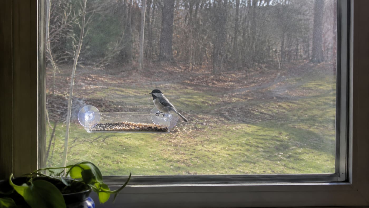 Why I Started Feeding Birds